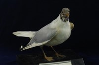 藏品(紅嘴鷗)的圖片